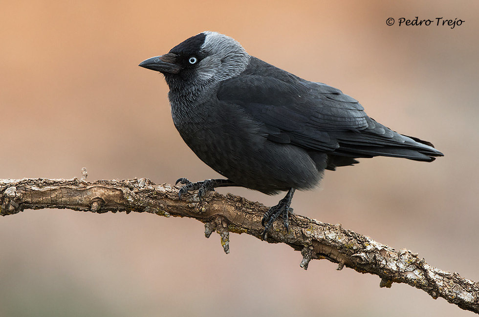 Grajilla (Corvus monedula)